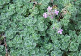 Thyme Woolly